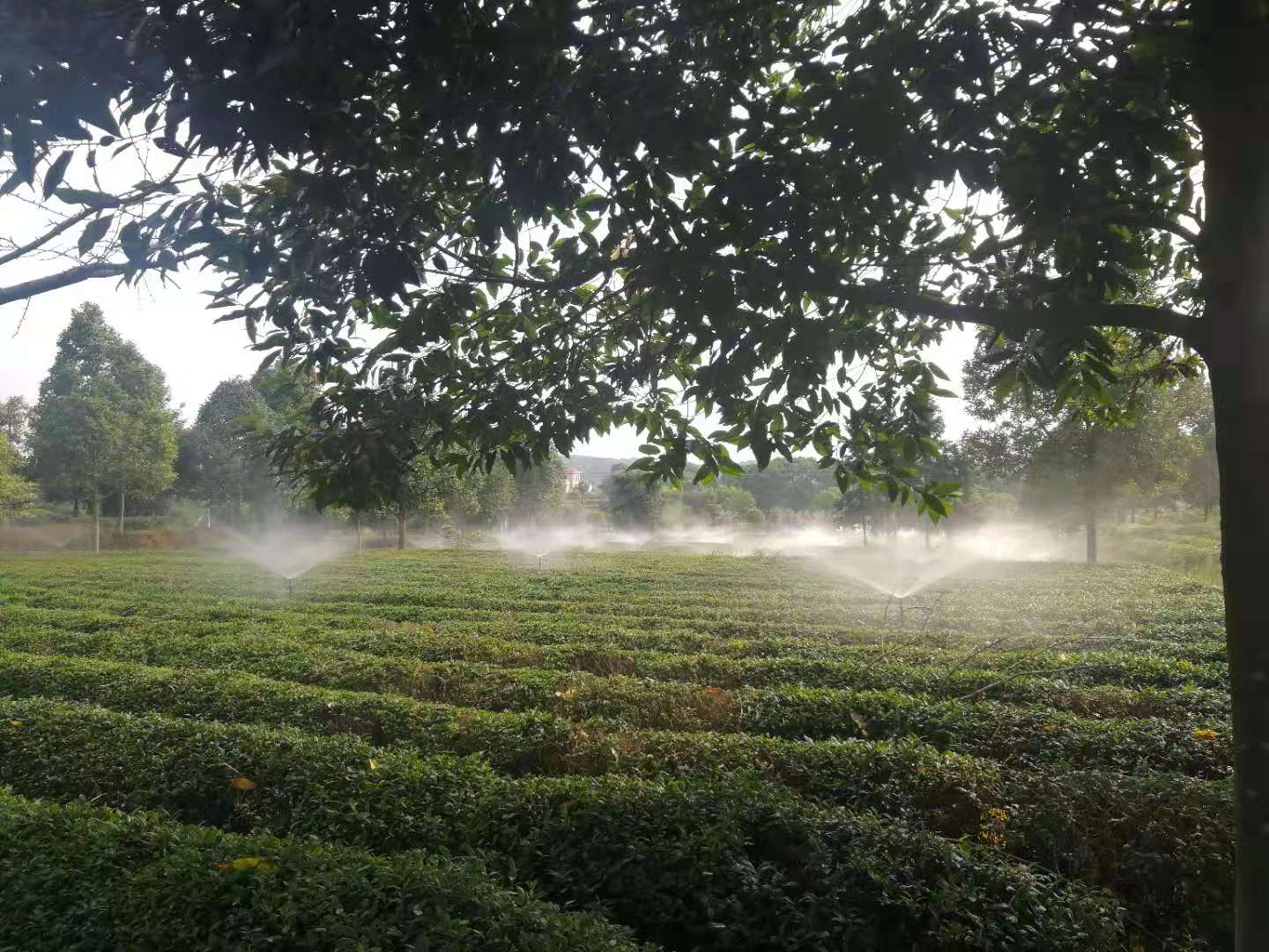 湖南農(nóng)業(yè)水肥一體化灌溉,湖南別墅庭院智能灌溉,長(zhǎng)沙沁園灌溉有限公司,湖南足球場(chǎng)噴灌,長(zhǎng)沙足球場(chǎng)噴灌,足球場(chǎng)噴灌,足球場(chǎng)灌溉,長(zhǎng)沙足球場(chǎng)灌溉,湖南足球場(chǎng)灌溉